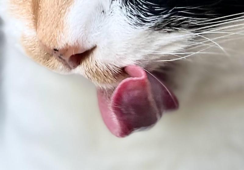 Calico cat licking lips with a long tongue. Ahri after eating just the Churu topping