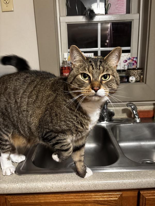 Waiting (im)patiently for mom to pour the Delectables!