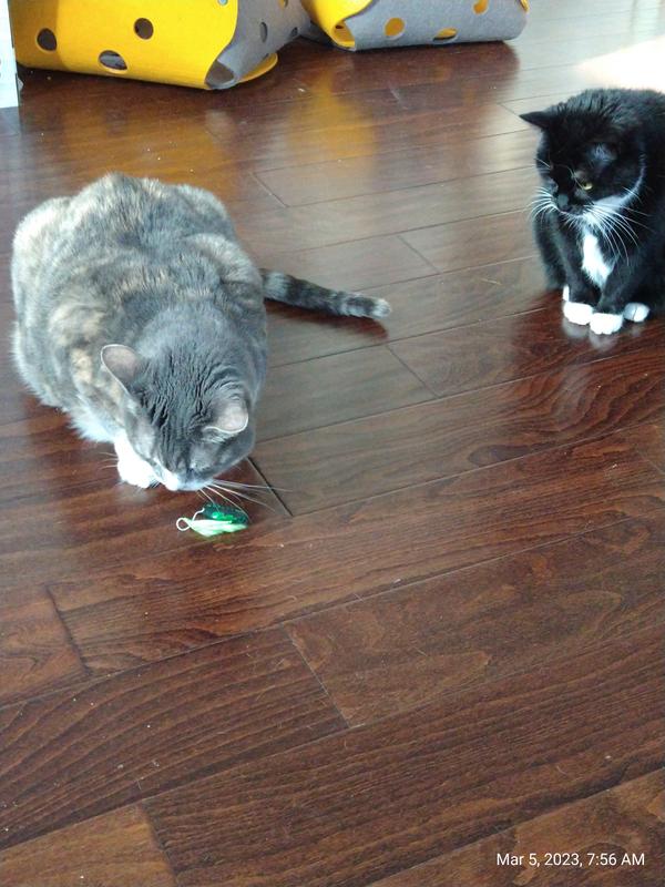 HEXBUG nano® Robotic Cat Toy