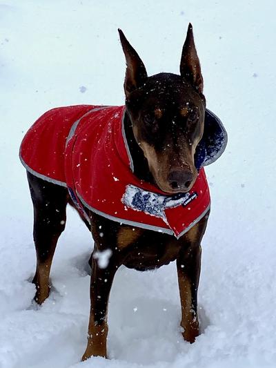 Finn enjoying the snow!
