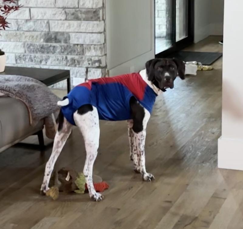 Maverick in his Surgi Snuggly