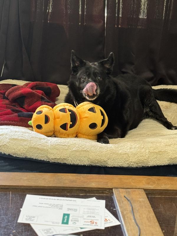 Boofer likes her new toy.