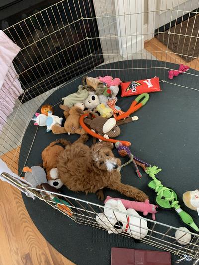 Many fun toys from Chewy