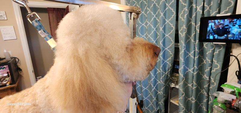 This is the same golden doodle after I used the WLD spray and brushed out his head.
