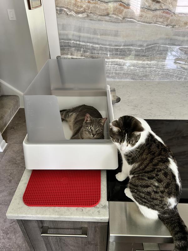 The picture shows how excited they were after I opened the box.