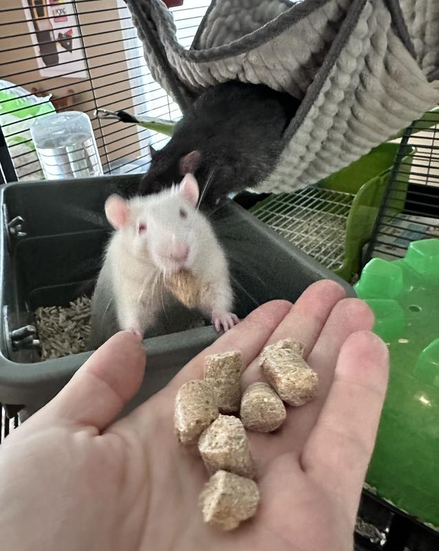 FIELD+FOREST BY KAYTEE Rat Food, 2lb bag