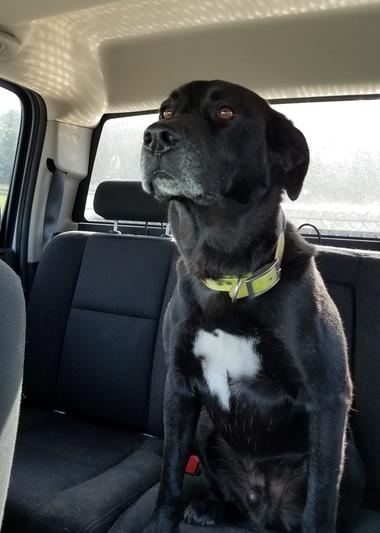 Buddy loves to ride in the pickup.