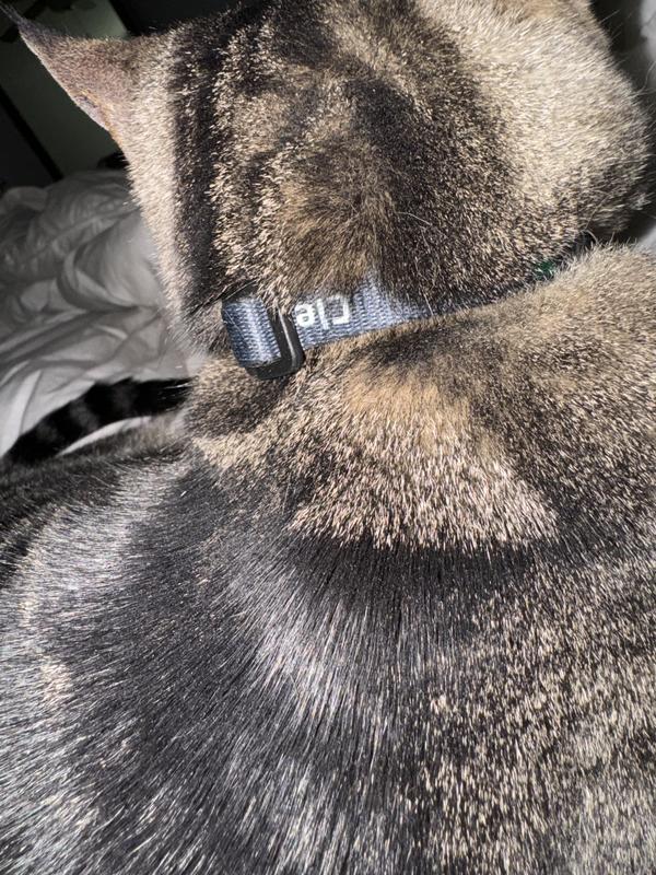 Cleo’s collar with strap covering it