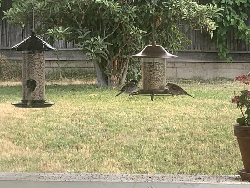 New feeder , no birds.Old feeder birds love it.