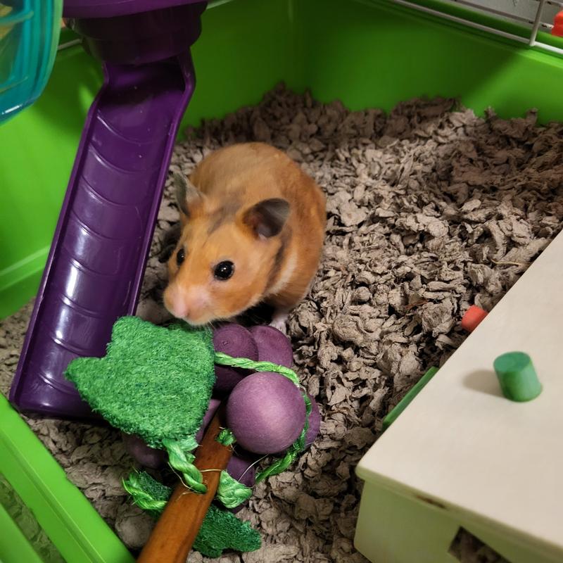 Hammies new chew toy
