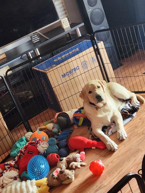 Lethargic Echo after a bad tummy day. 4 months old.