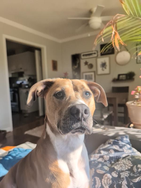 Our mutt, Peanut, being a good boy.