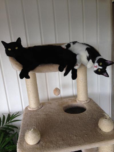 Milo ~ 2 yrs. old and Ozzy 8 mo. old