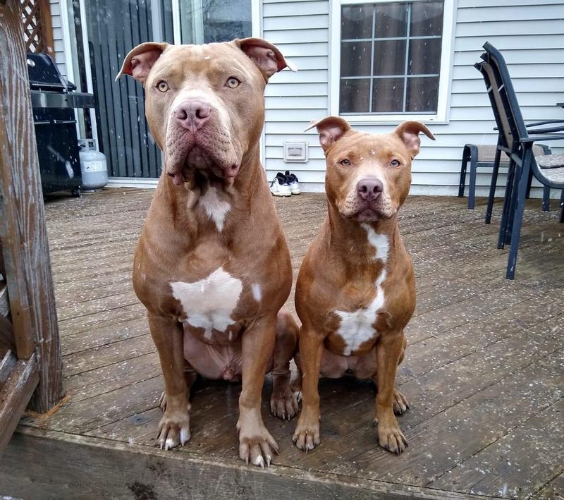 85lb American bully/APBT ,45lb APBT