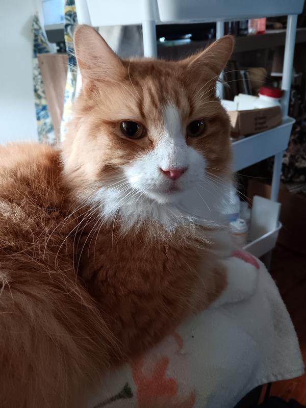 This is Spunky. A very large Maine Coon! He is my big baby boy but gets testy if no treats!