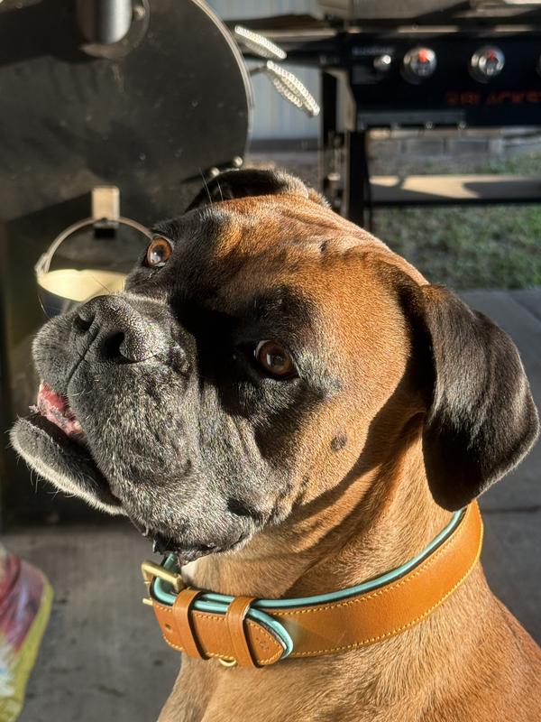 Our new pup Ridoc in his handsome collar