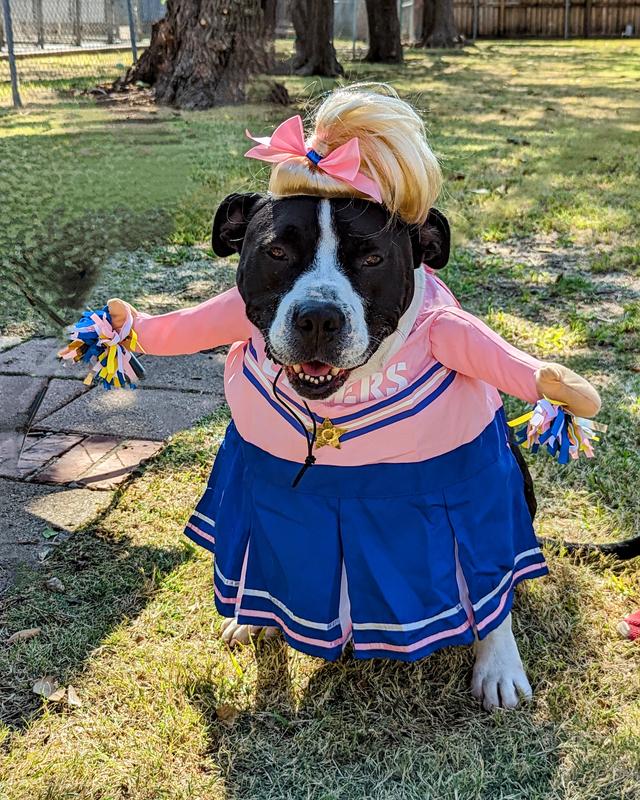 Dog Cheerleader Costumes for sale