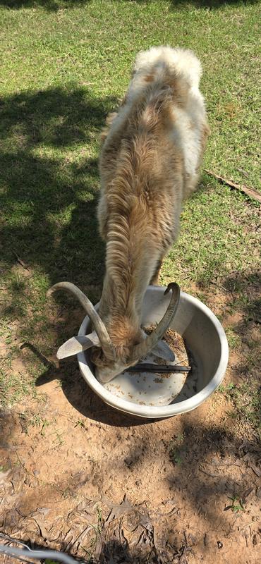 My goats Frankie and Diego