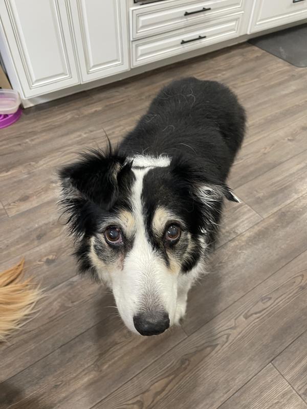 Sheno had her bath; her coat is so healthy and shining!