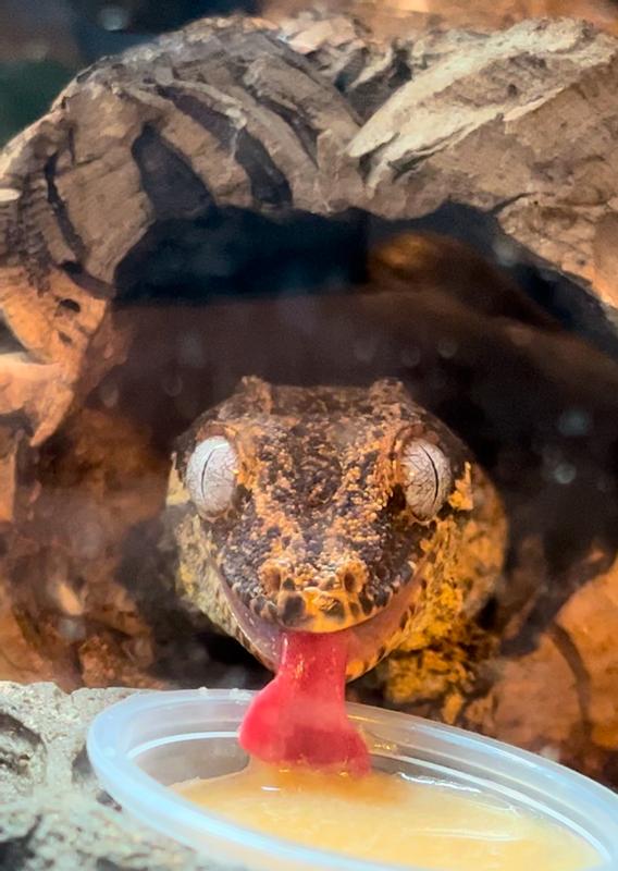Gargoyle Gecko enjoys his Pangea