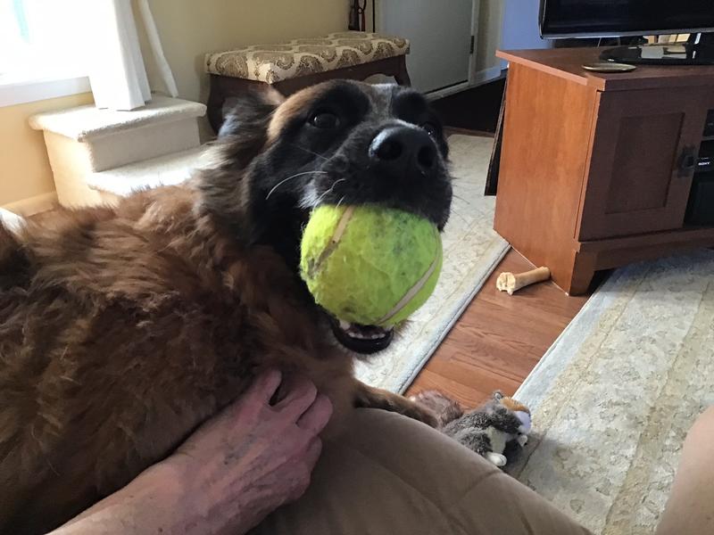 Never leave the ball unguarded.  Not even for belly rubs.