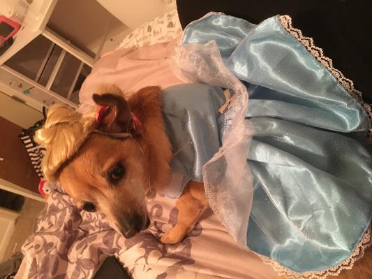 Cinderella dog outlet costume