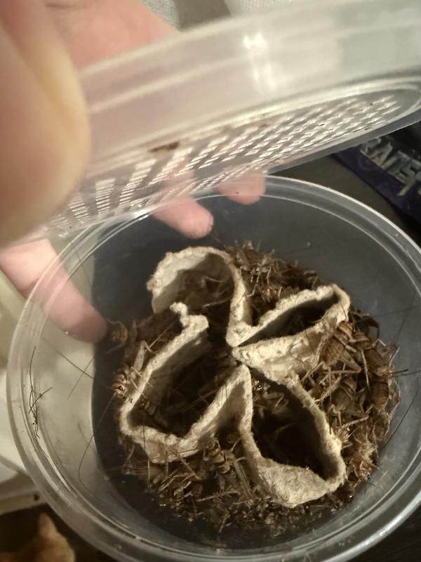 Definitely not the right amount and most were dead