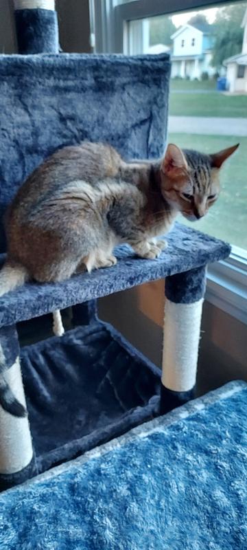 Nugget refusing to eat the Purina NF