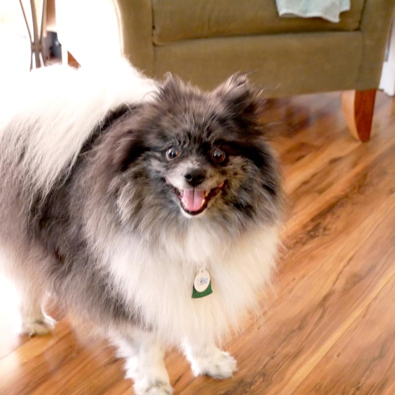 My fur baby!