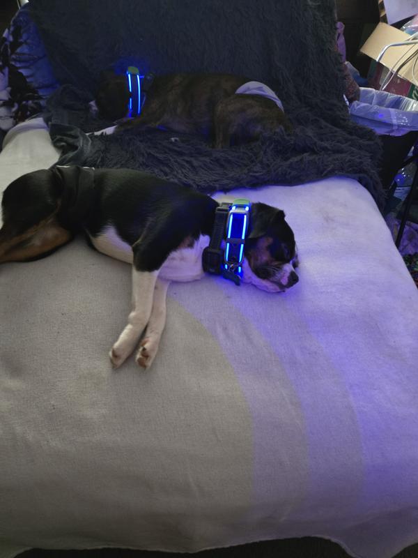 You're the best Nite Ize Dog Collar.