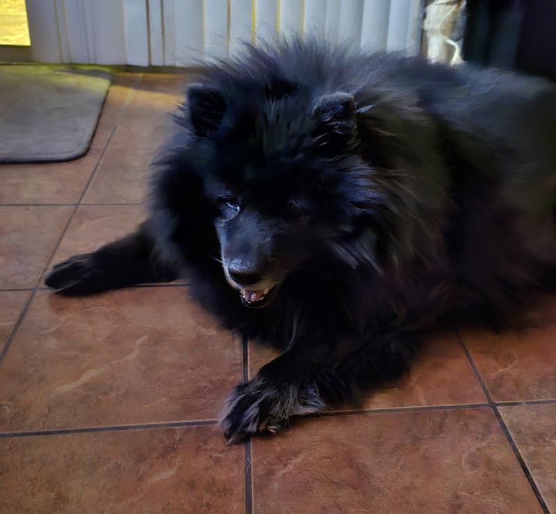 My senior chow, Angus Wolfgang