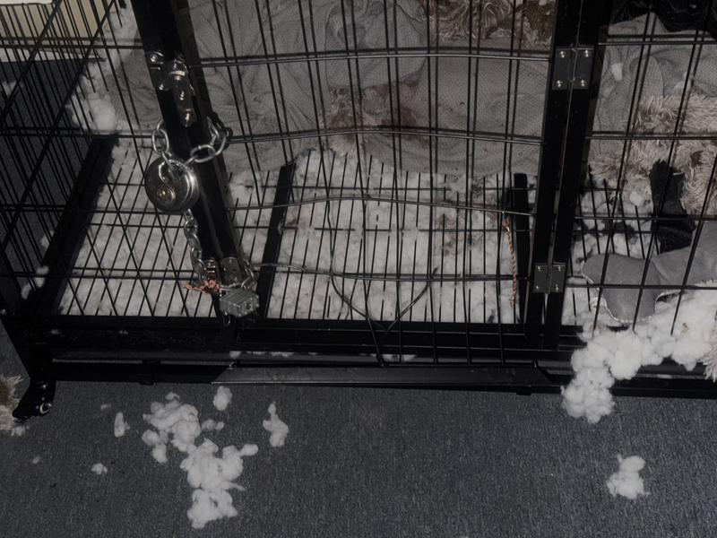 Super dog strength would’ve thought it was it was stronger, metal or something