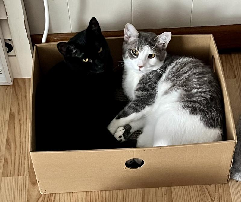 Nugget and Skittles lovin’ their box.