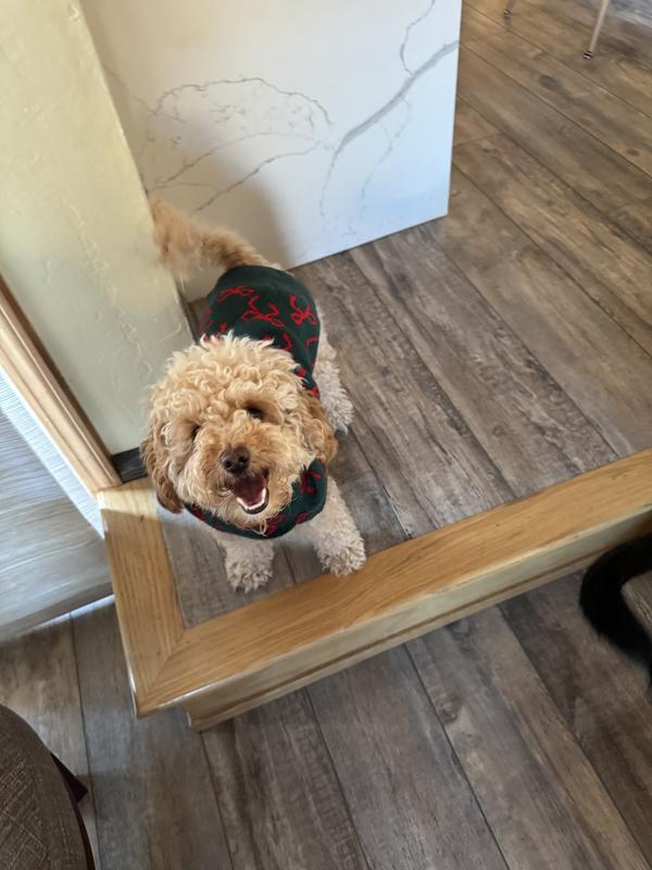 Molly models her new sweater. Thanks Chewy!