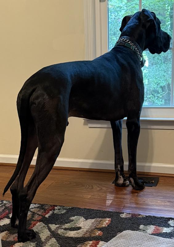 Loves to watch outside. He’s kept good definition on Teams.