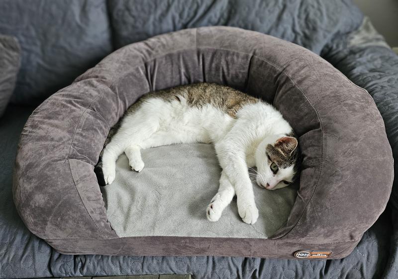 Purrfect fit