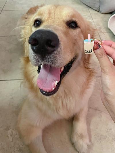 Boba with his new tag