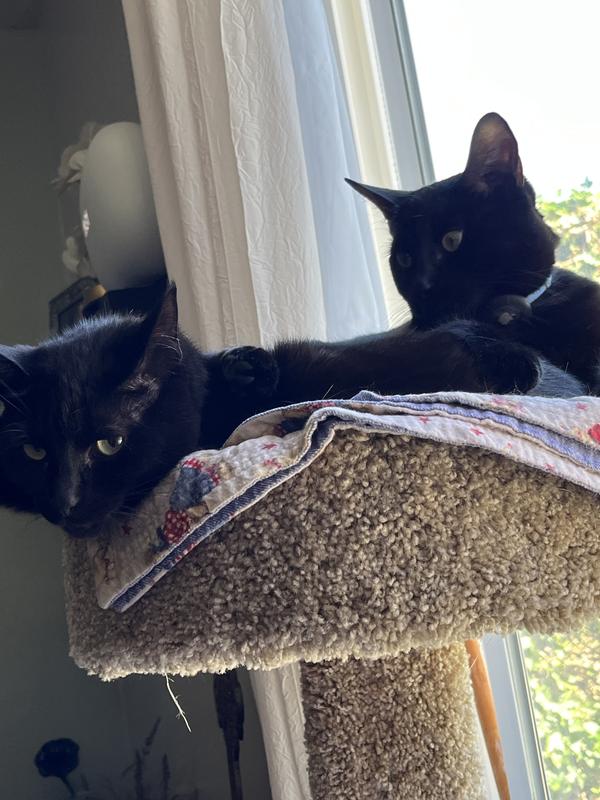 My healthy kitty’s