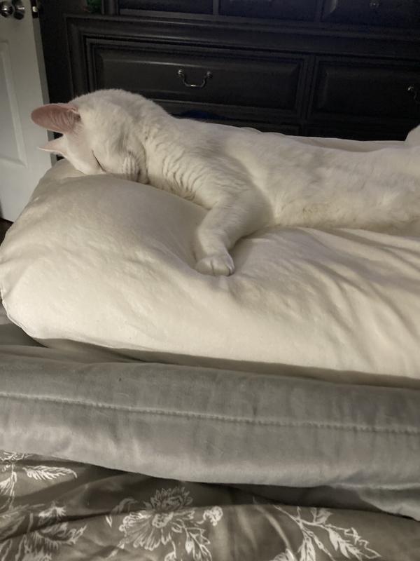 I wish I could sleep like that LOL 😻😻