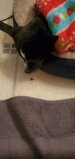 Yes that's blood coming from her mouth, she hasn't eaten in 3 days after feeding her IAMS for a little over a month.