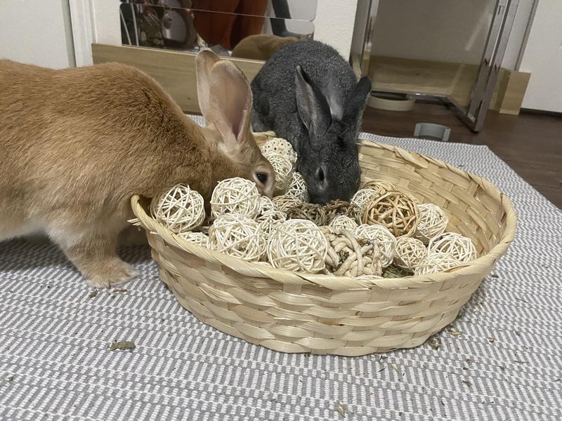 Orange (Donald) is 7.5 lbs and Violet (grey) is about 5 lbs
