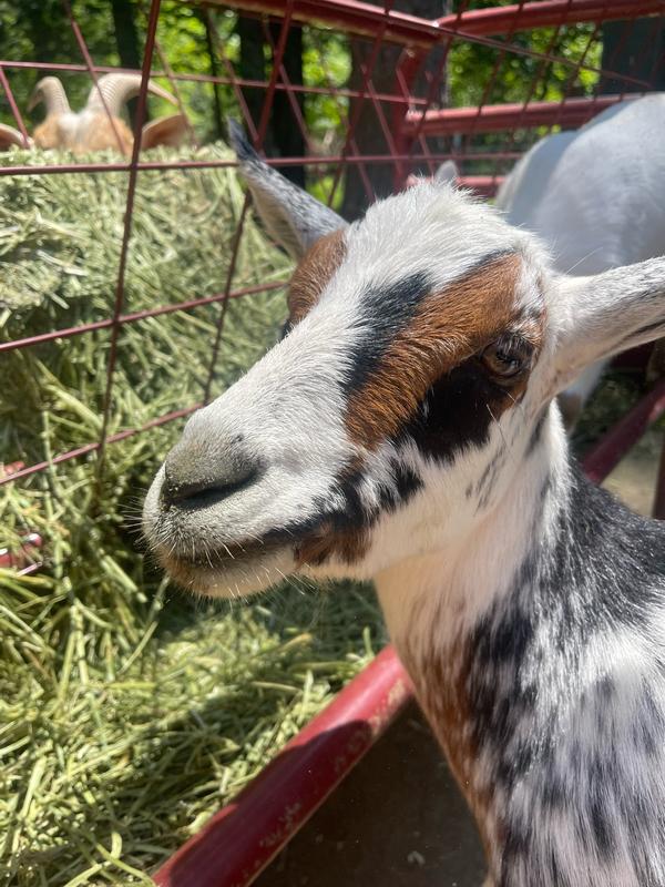 SUNGLO Full Tank Pelleted Show Animal Cattle, Sheep, & Goat Supplement