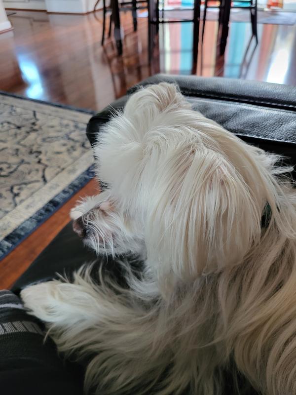 Several days later lying beside me and not licking.