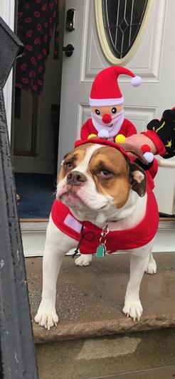 Bella in her Christmas costume