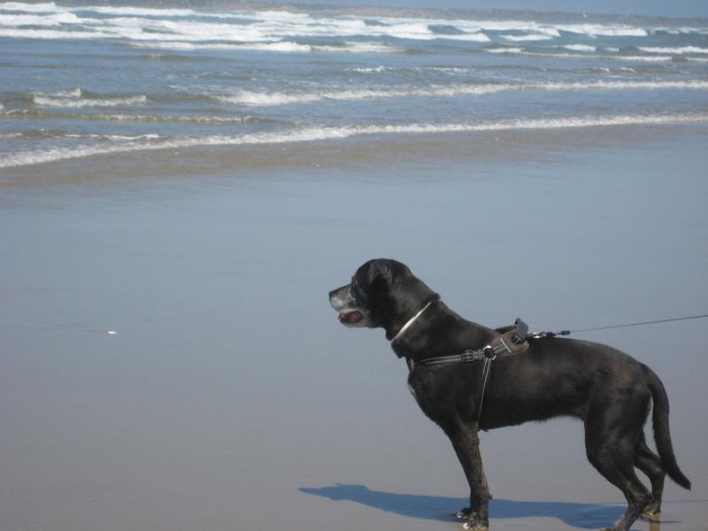 pondering the ocean waves
