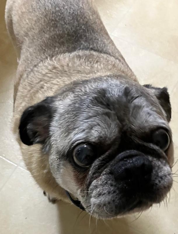 Moses begging for more.