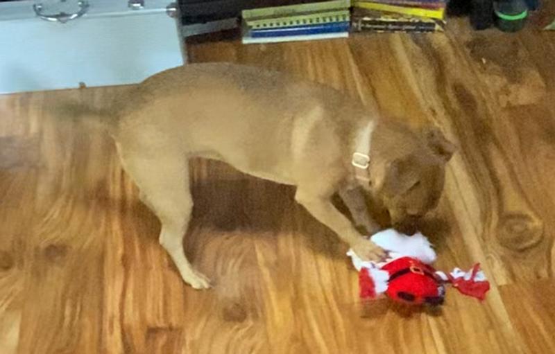 You can tell she likes it; her tail is a blur!