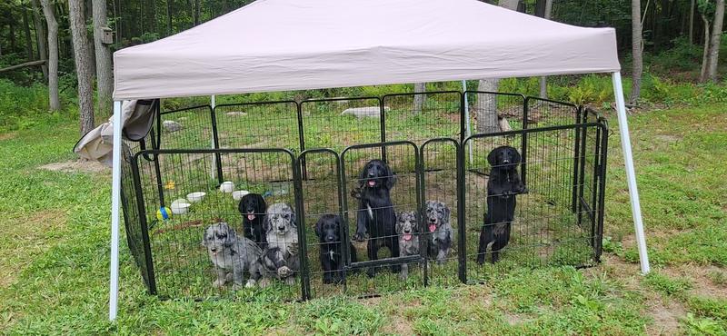With labradoodle litter