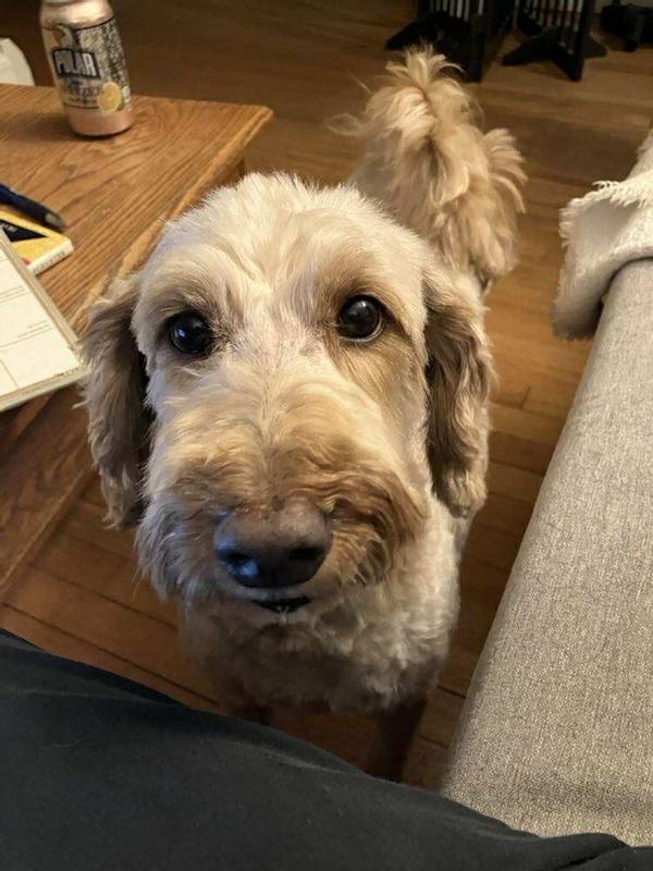 I'm hoping she figures out outside is best, but maybe we won't need to redo all the floors...? maybe?