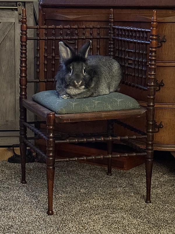 Perfect for bunnies!